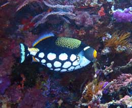 Clown triggerfish diving black magic at volivoli fiji islands diveplanit feature