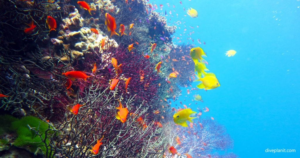 Reef scene with anthias and damsels at savusavu bommie diving savuasavu fiji islands diveplanit opengraph