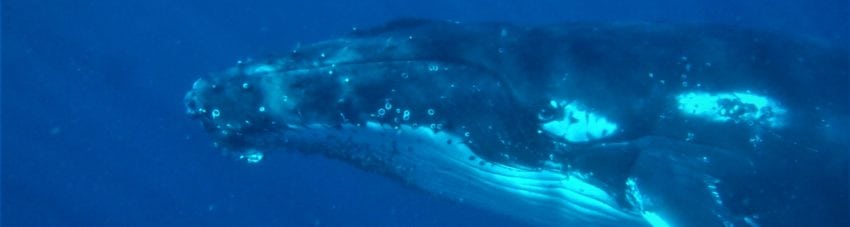 Ever wanted to swim with whales?