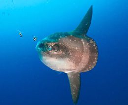 Hoodwinker,Sunfish,In,A,Blue,Water,(nusa,Lembongan,,Bali,,Indonesia)