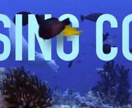 Chasing coral official trailer netflix banner