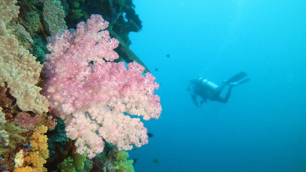 Dive fiji savusavu dreadlocks pink soft coral and diver
