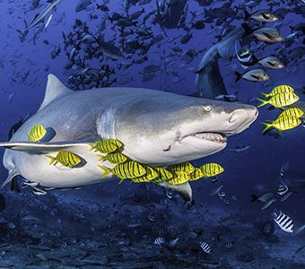 Waidroka Bistro Shark Dive feature