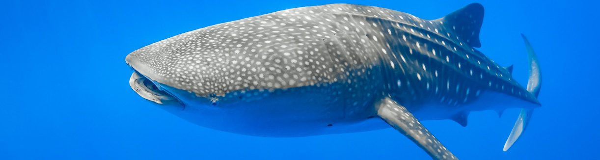Swimming with whale sharks credit yvonne mckenzie banner