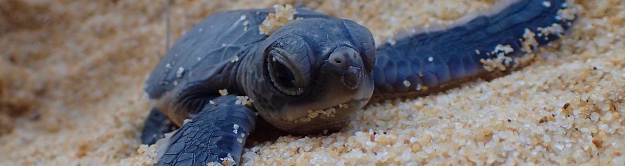 Baby hatchling at lang tengah turtle watch conservation initiative supported by ytl hotels tanjong jara resort in malaysia banner