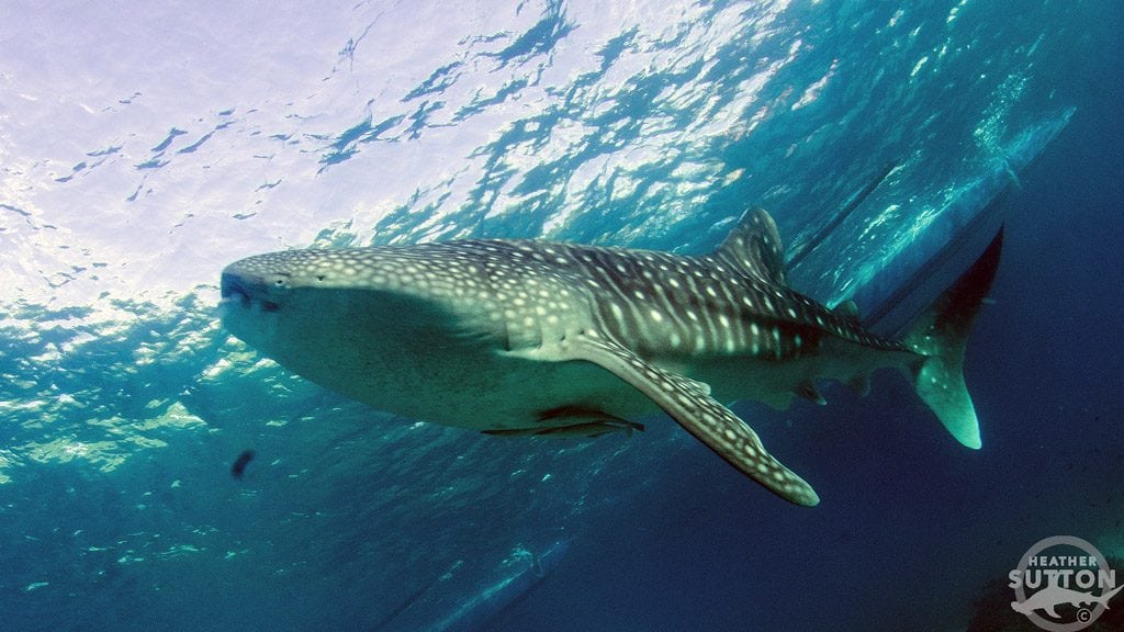 Swimming with whale sharks at oslob credit heather sutton