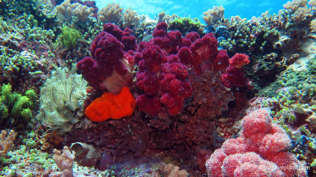 In Ibu’s Secret Garden diving North Sulawesi at the epicentre of the Coral Triangle. The reefs and marine life are mature and the biodiversity is amazing