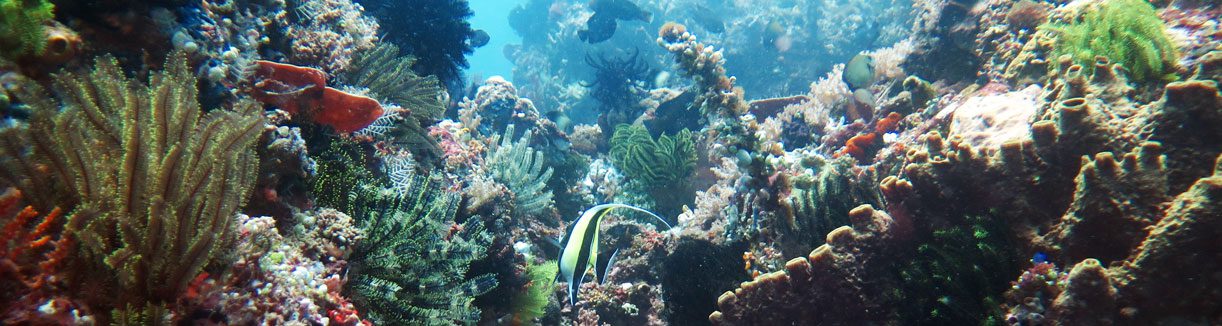 Peaceful reef scene diving north sulawesi indonesia diveplanit banner