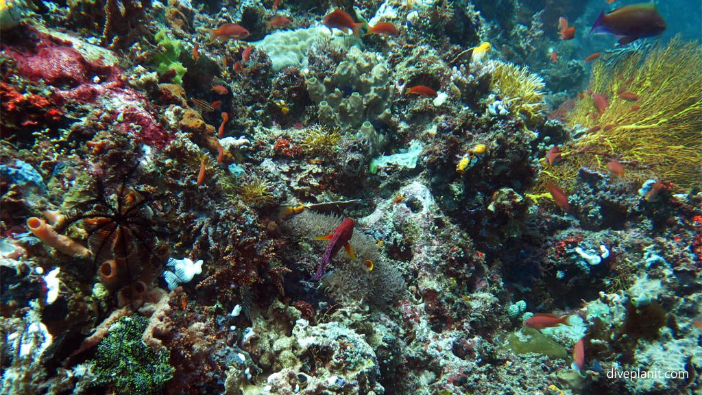 In Ibu’s Secret Garden diving North Sulawesi at the epicentre of the Coral Triangle. The reefs and marine life are mature and the biodiversity is amazing