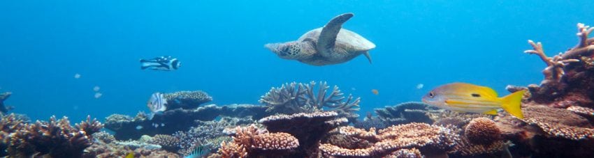 Best Diving Places on our Great Barrier Reef