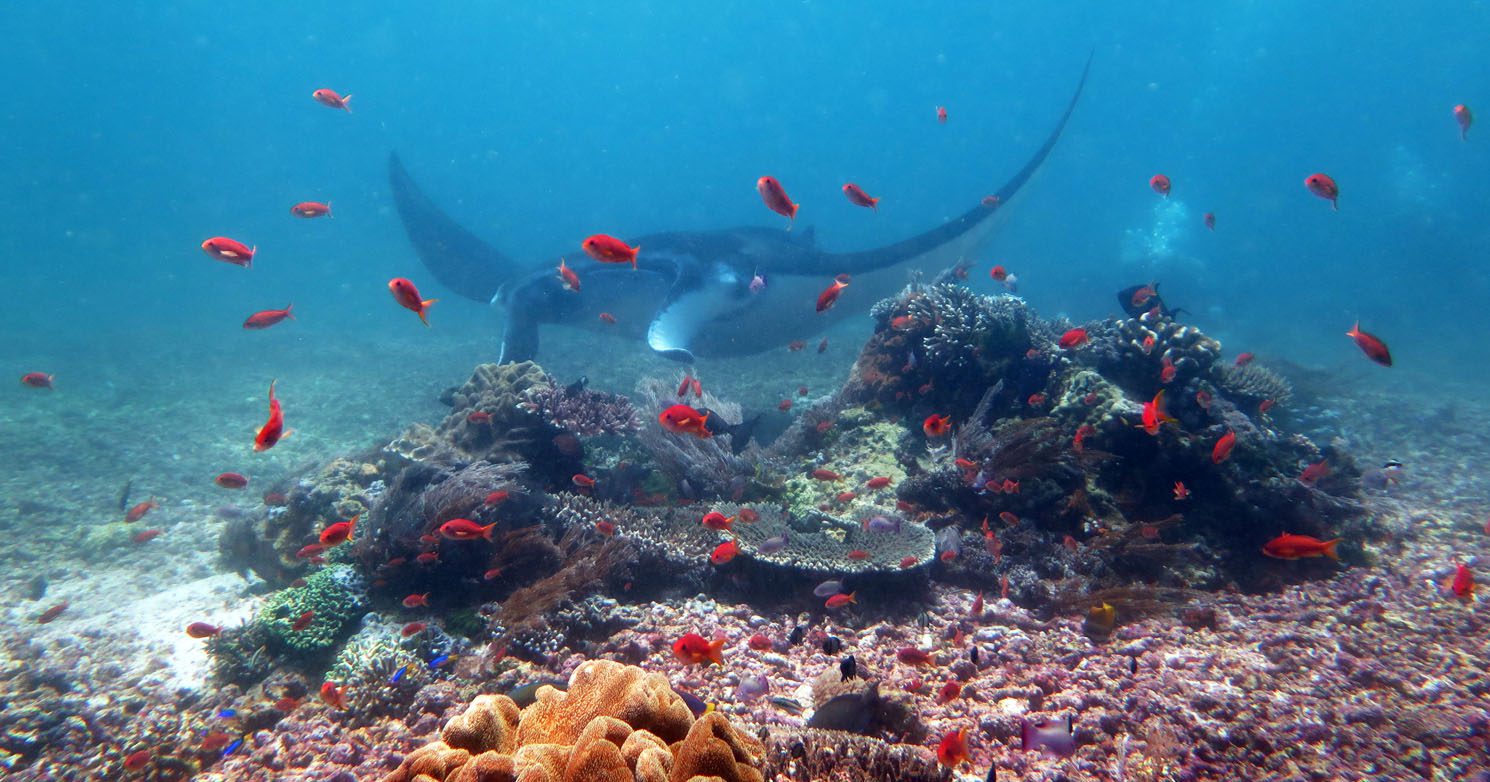 0313-Manta-behind-anthias-at-Makassar-Reef-Komodo-diving-Flores-Indonesia-Diveplanit-0313