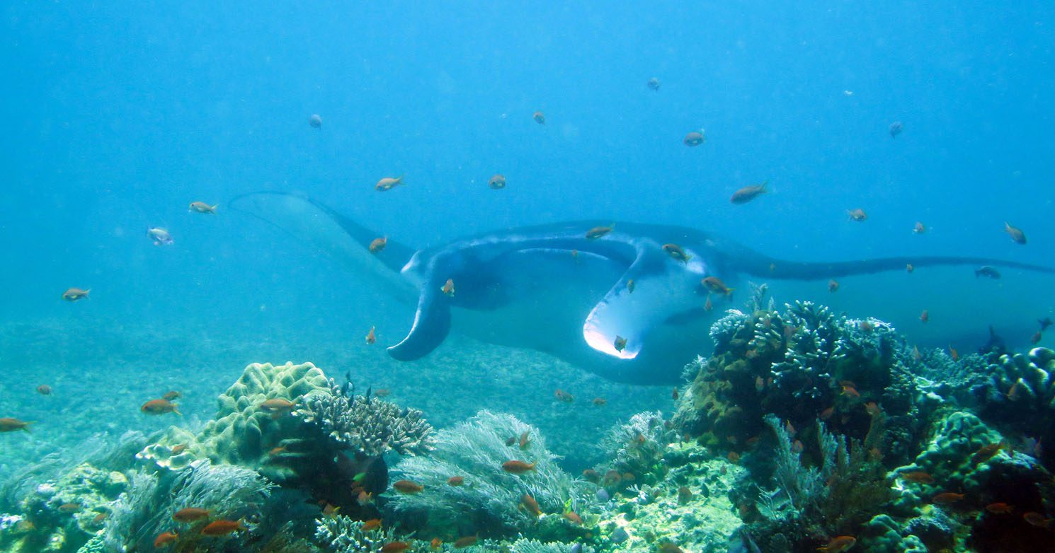 0316-Manta-in-blue-at-Makassar-Reef-Komodo-diving-Flores-Indonesia-Diveplanit-0316_1