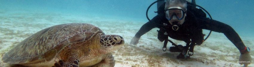 Komodo diving with mantas and turtles