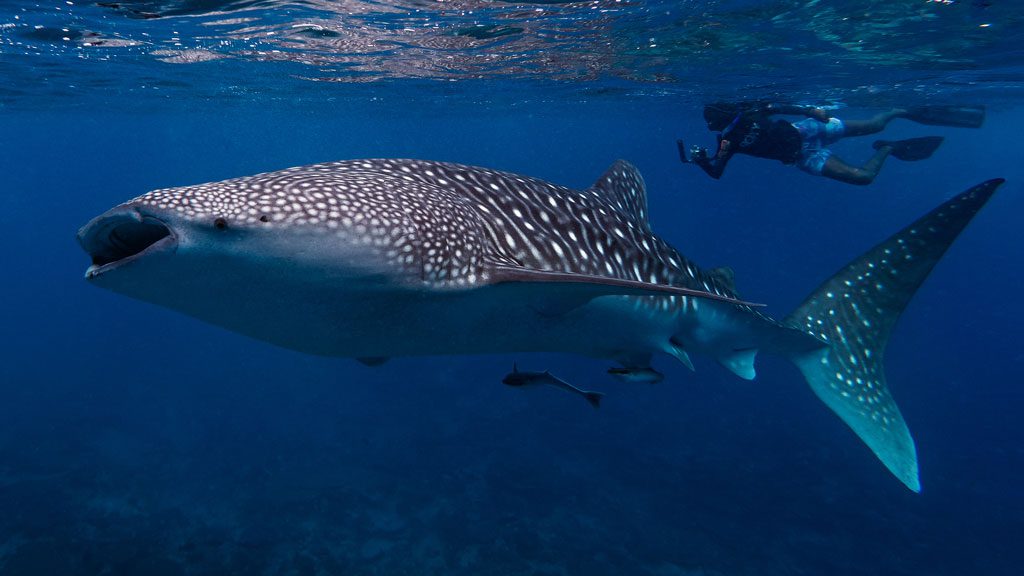 2018 series of Dive with a Purpose marine expeditions Carpe Diem Cruises in partnership with Coral Reef CPR and Maldives Whale Shark Research Programme