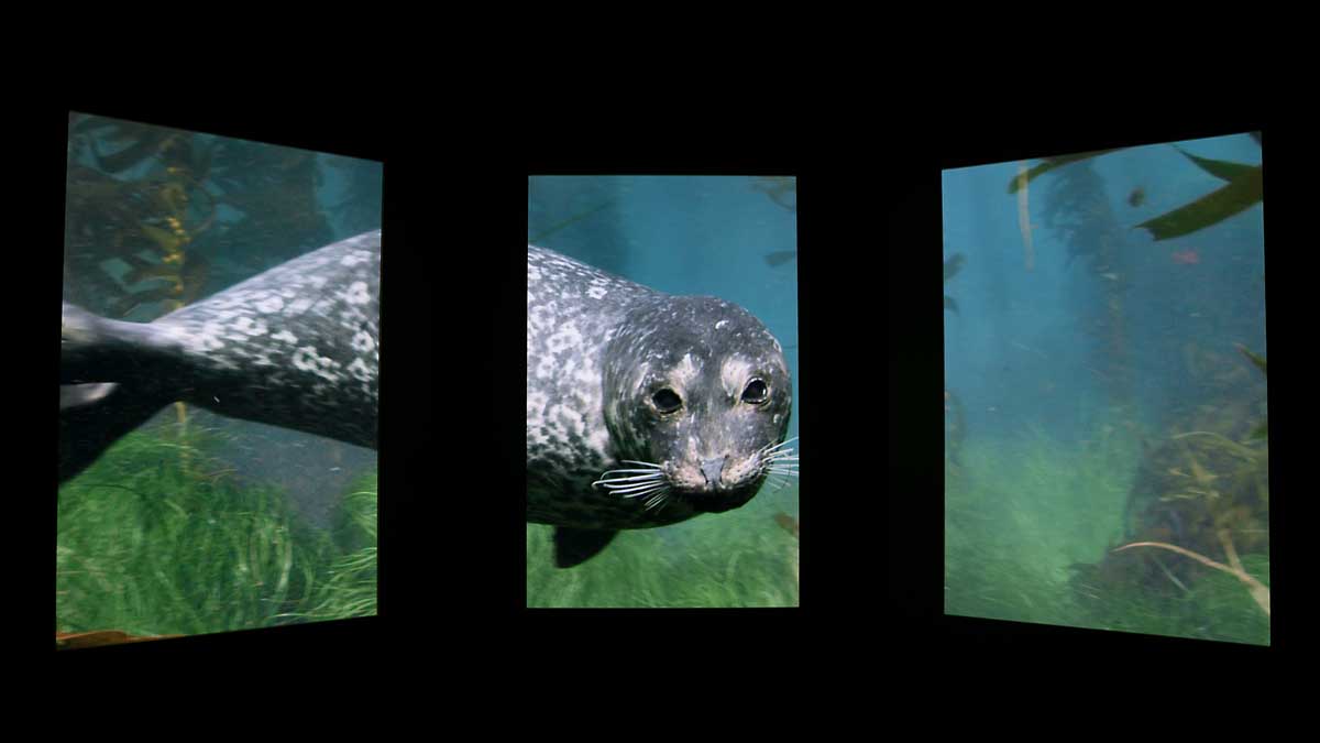 National geographic encounter pre show with harbor seal