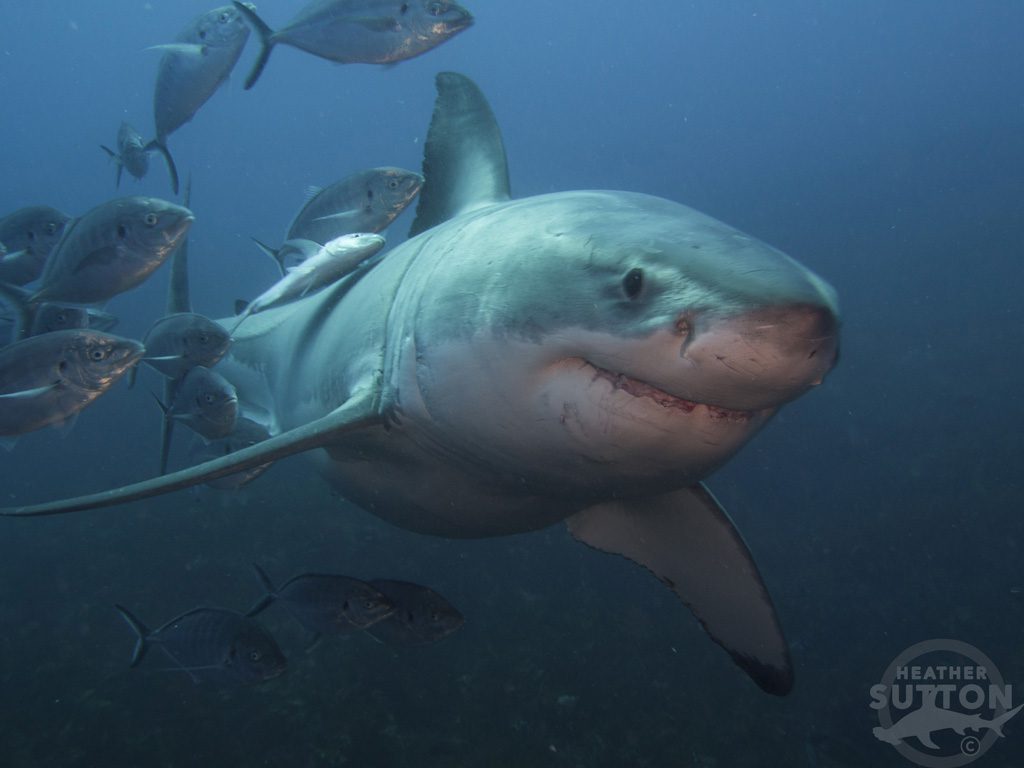 Rodney Fox Shark Expeditions cage diving with great white sharks around the Neptune Islands South Australia.