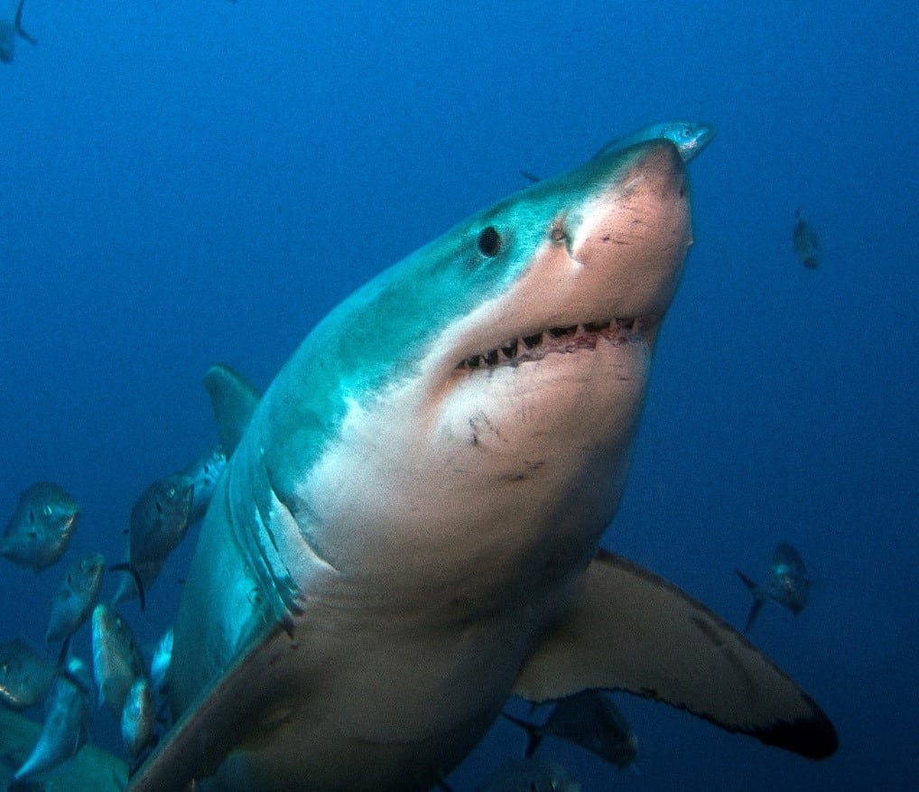 Rodney Fox Shark Expeditions cage diving with great white sharks around the Neptune Islands South Australia.