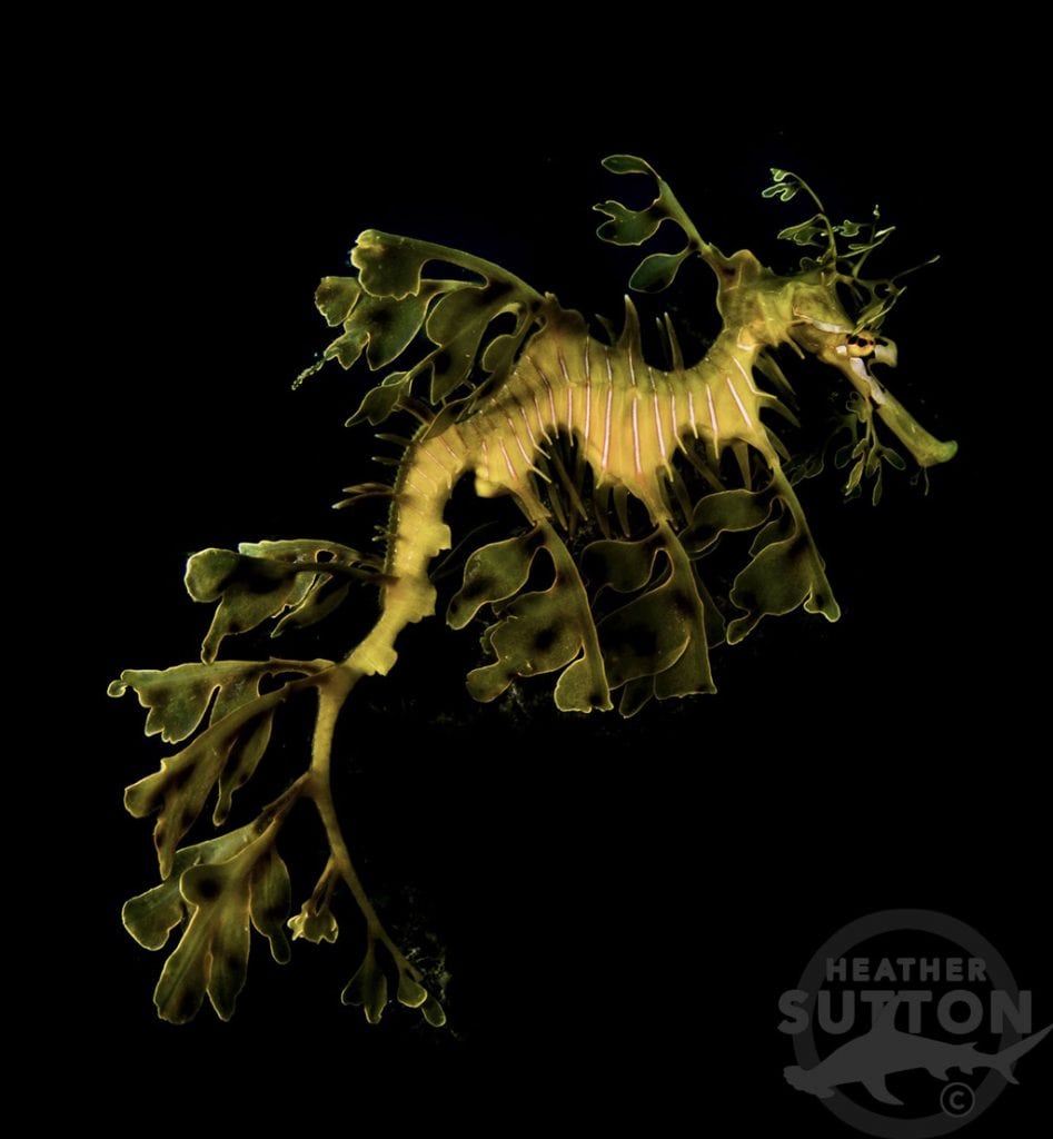 Not with rodney fox leafy seadragon credit heather sutton