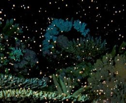 Coral spawning supplied ttnq credit darren miller banner