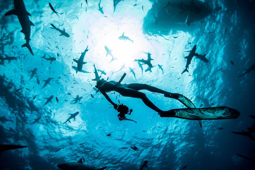 Shark Girl Madison Stewart in her element with schooling sharks_5192