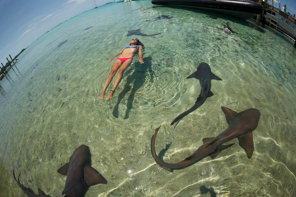 Shark Girl Madison Stewart with her beloved sharks in The Bahamas_2280