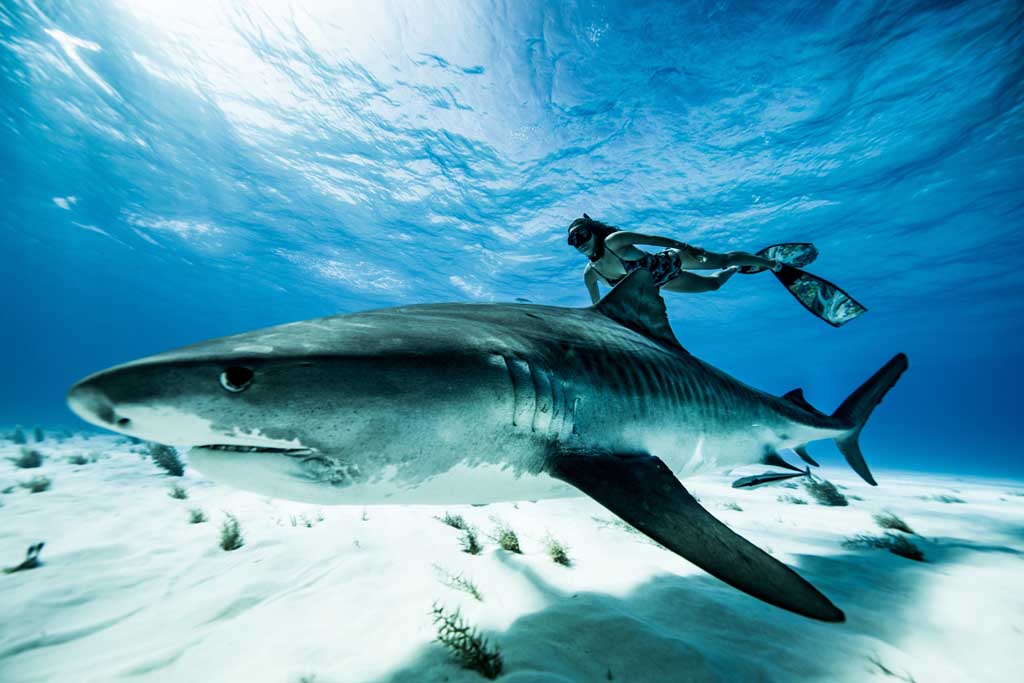 Shark Girl Madison Stewart with tiger shark_5300