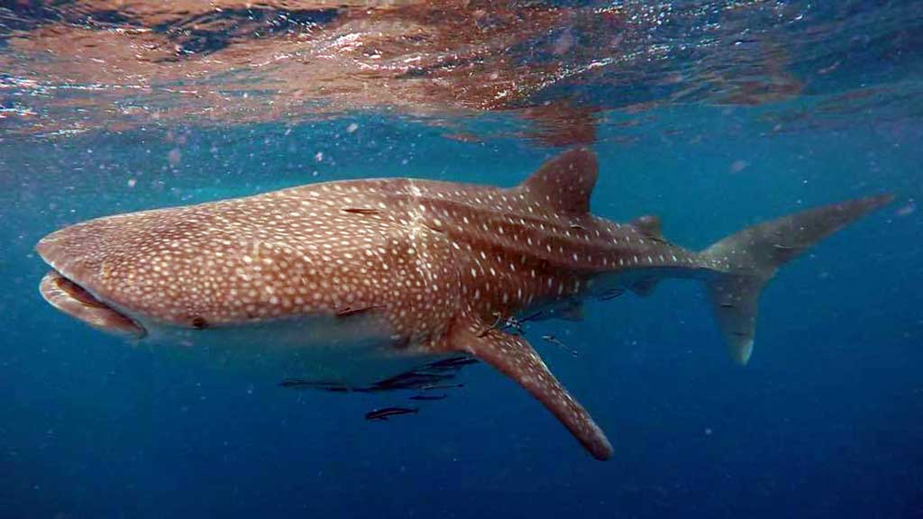 Ko Tao whale shark credit Sophia Geyer