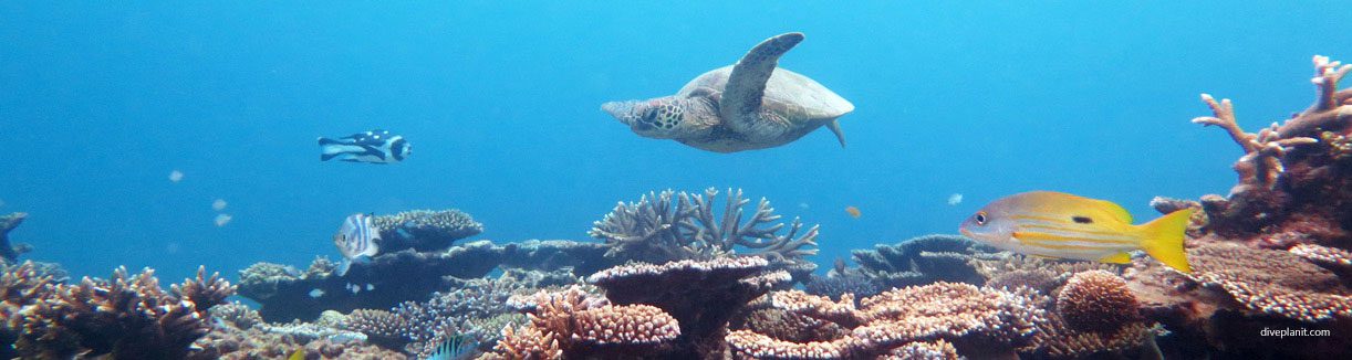 Turtle glides by lady elliot island first climate change ark on the gbr diveplanit banner watermarked