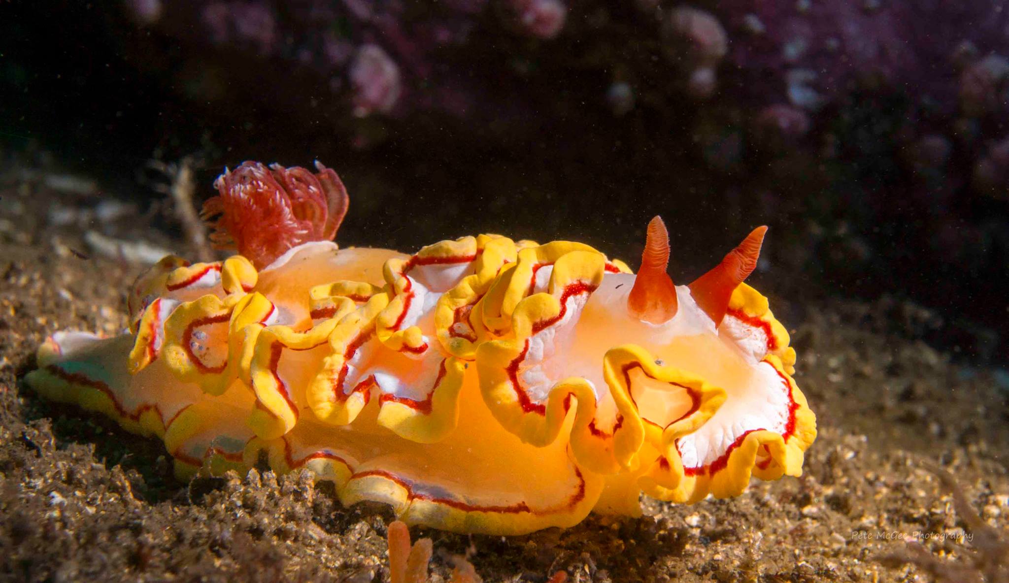 Bare Island nudibranch Pete McGee