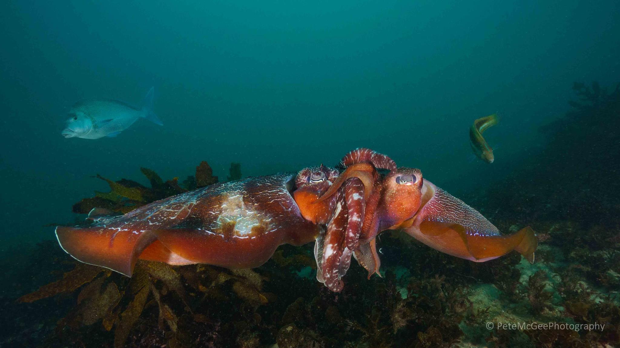 Cabbage Tree Bay cuttlefish Pete McGee