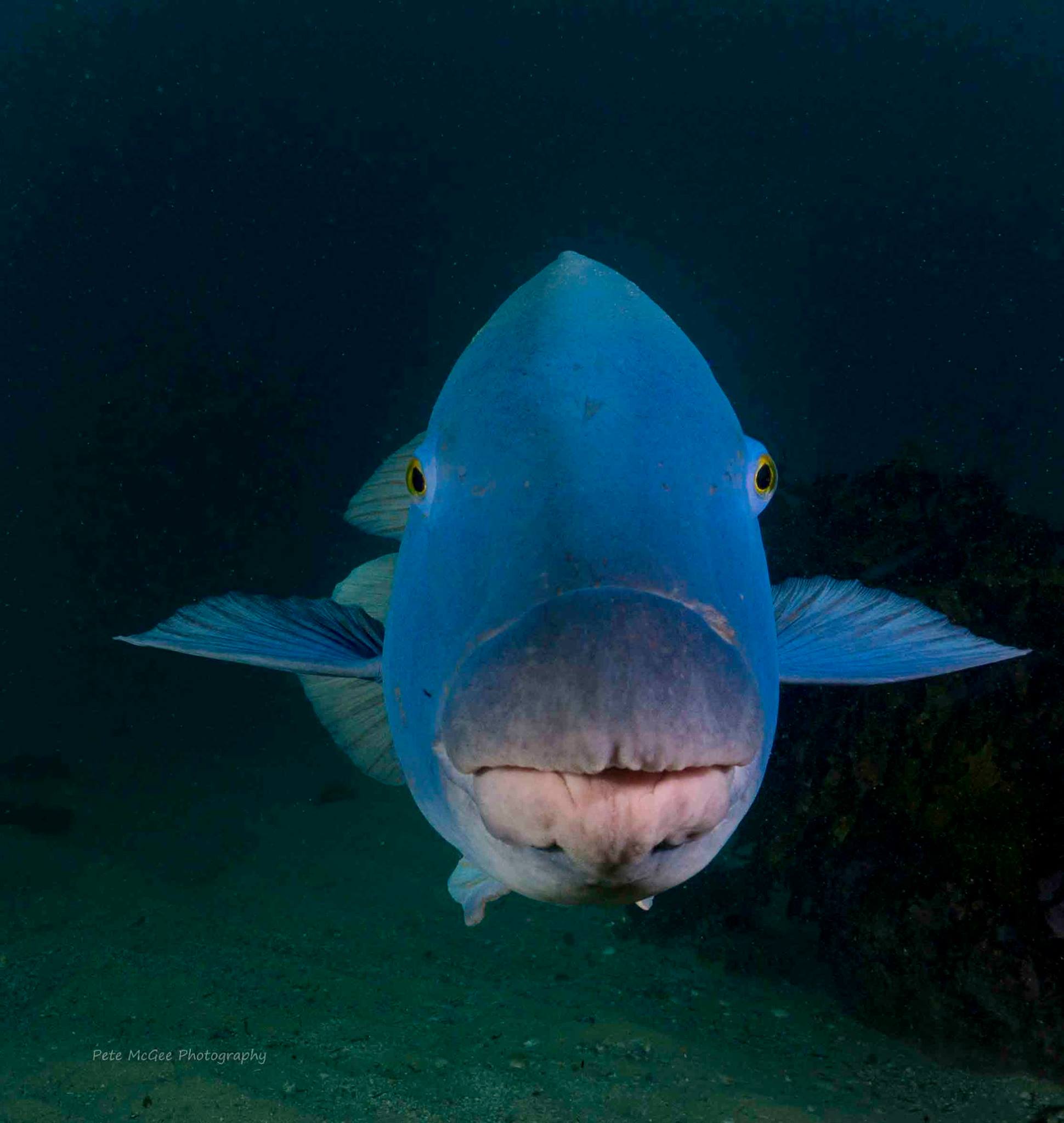 Cabbage Tree Bay eastern blue groper Pete McGee