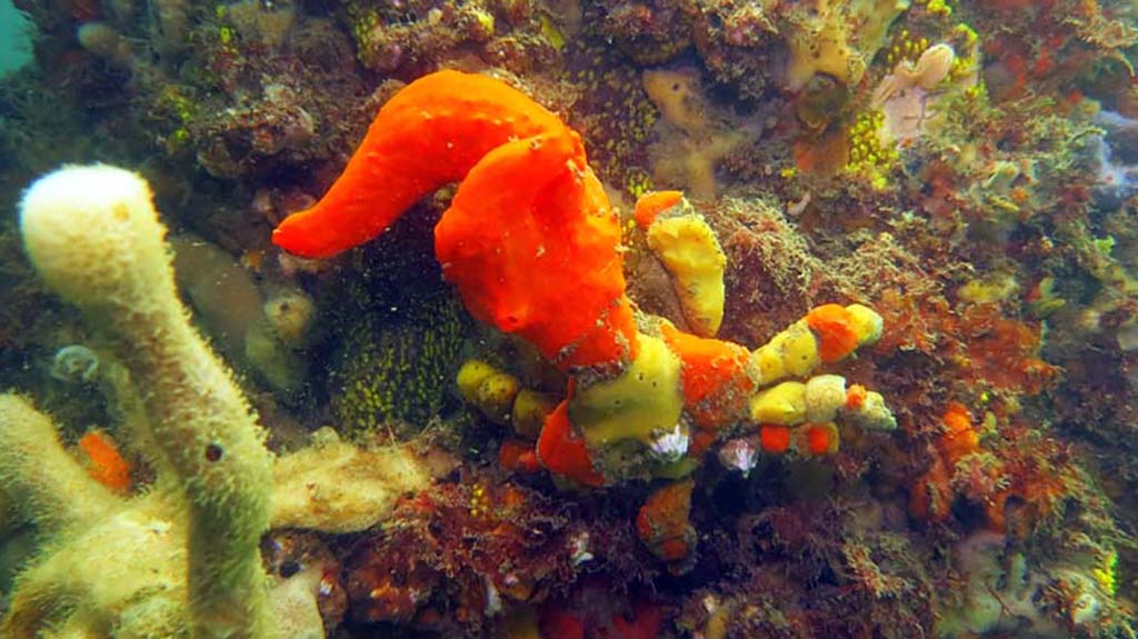 Clifton Gardens Decorator Crab_3365