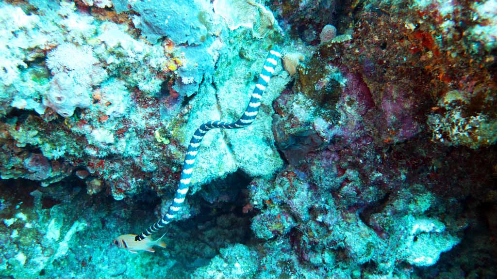 Diving Green Island Taiwan banded sea snake