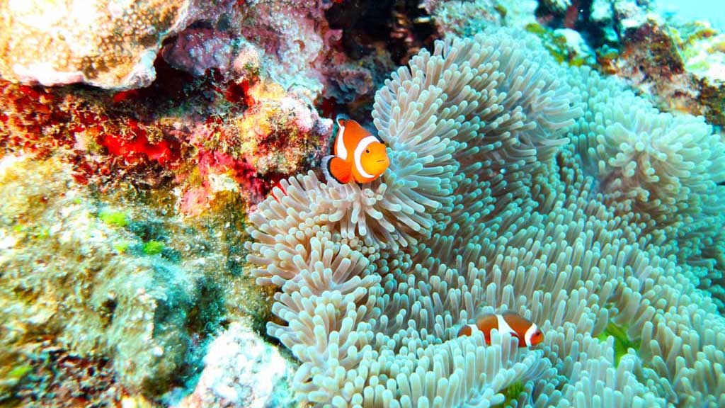 Diving Green Island Taiwan clownfish