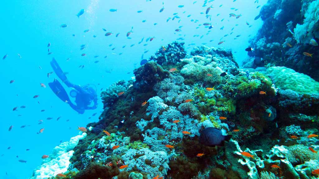 Diving Green Island Taiwan reef scene
