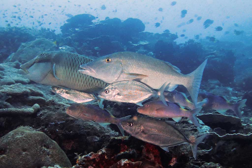 Hunting pack melissa reef raja ampat Hunting pack Melissa Reef Raja Ampat_1115