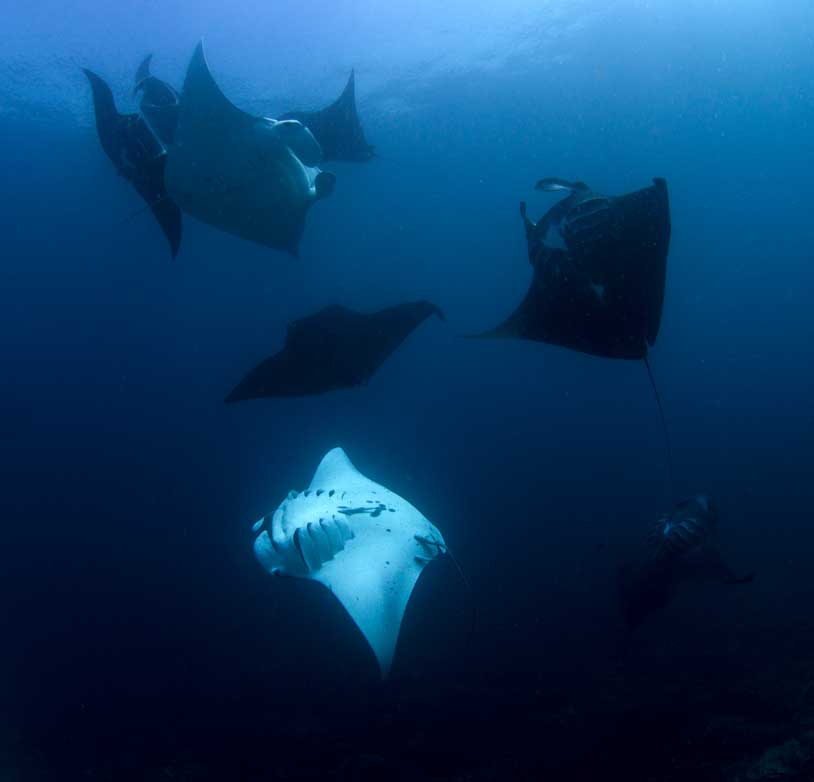 Manta sandy raja ampat