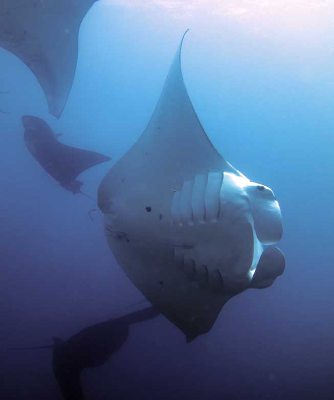 Manta Sandy Raja Ampat