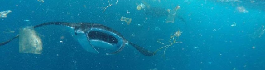 Diveplanit’s Marine Environment 2017 Round Up!