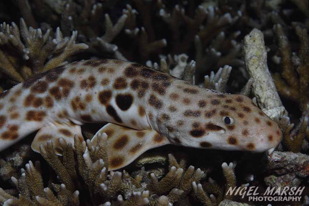 Raja ampat epuelette shark Raja Ampat Epuelette Shark