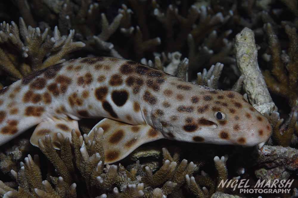 Raja Ampat Epuelette Shark