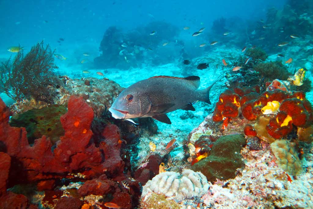 Sweetlips at cleaning station Melissa Reef Raja Ampat_1107