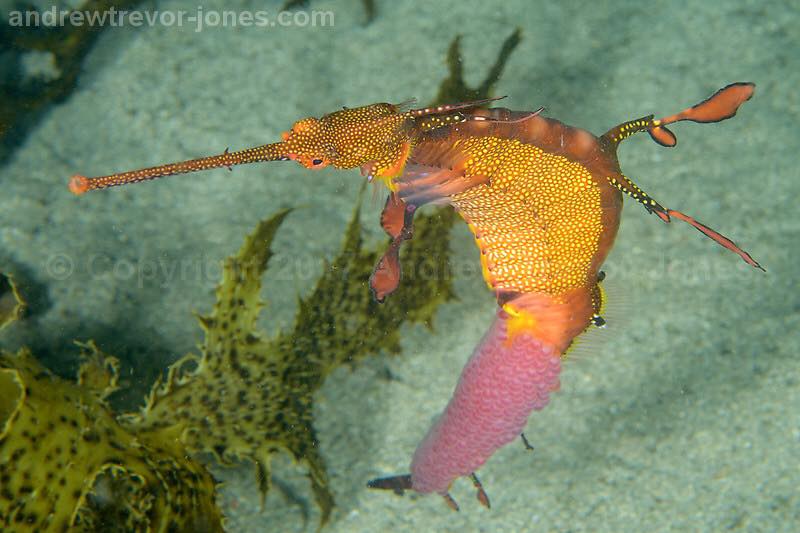 Kurnell Weedy Sea dragon 