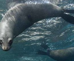 Underwater australia seals credit nigel marsh banner