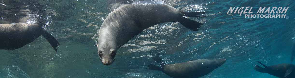 Underwater australia seals credit nigel marsh banner