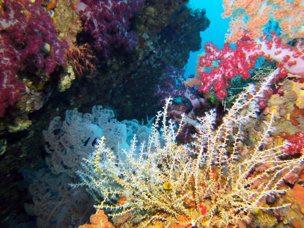 Ko Ha Chimney soft coral and fans_3412