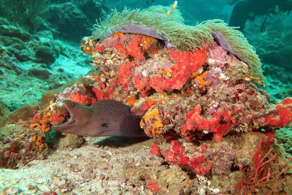 Thailand ko ha cathedral moray anemone