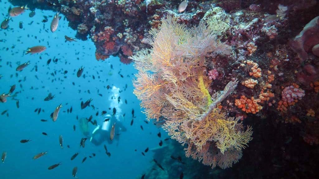 Thailand ko ha no coral fan with diver nl