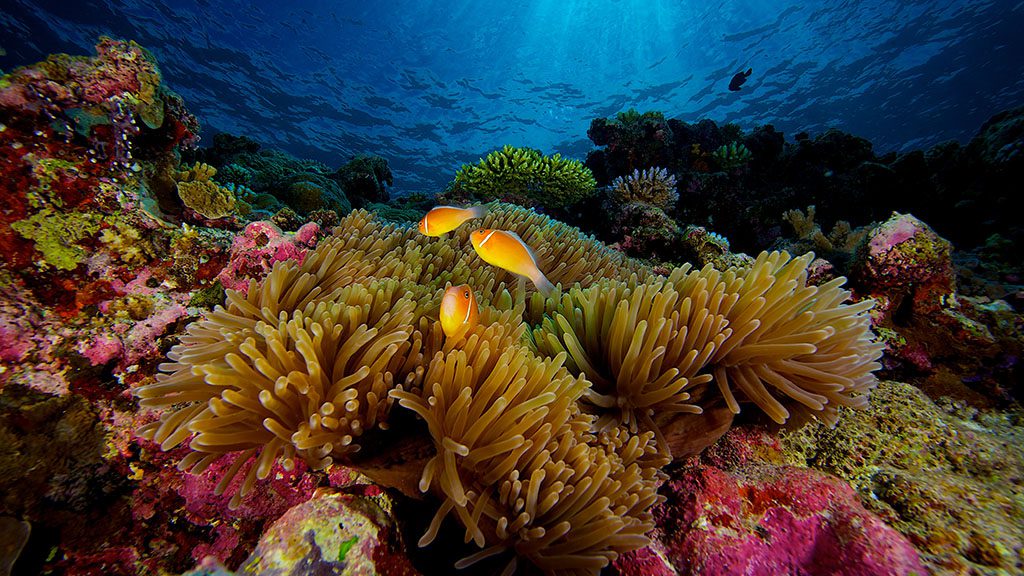 10 palau aggressor ii liveaboard palau skunk anemone