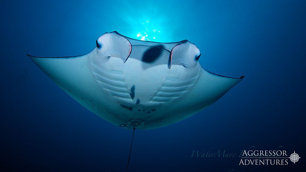 12 palau aggressor ii liveaboard palau manta